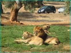 Zoo Safari Zoo Safari